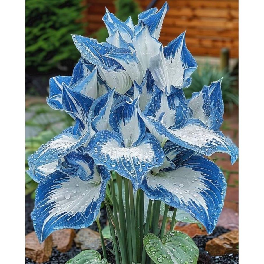 Caladium Sonho Esmeralda 100 sementes com manual de cultivo  PROMO