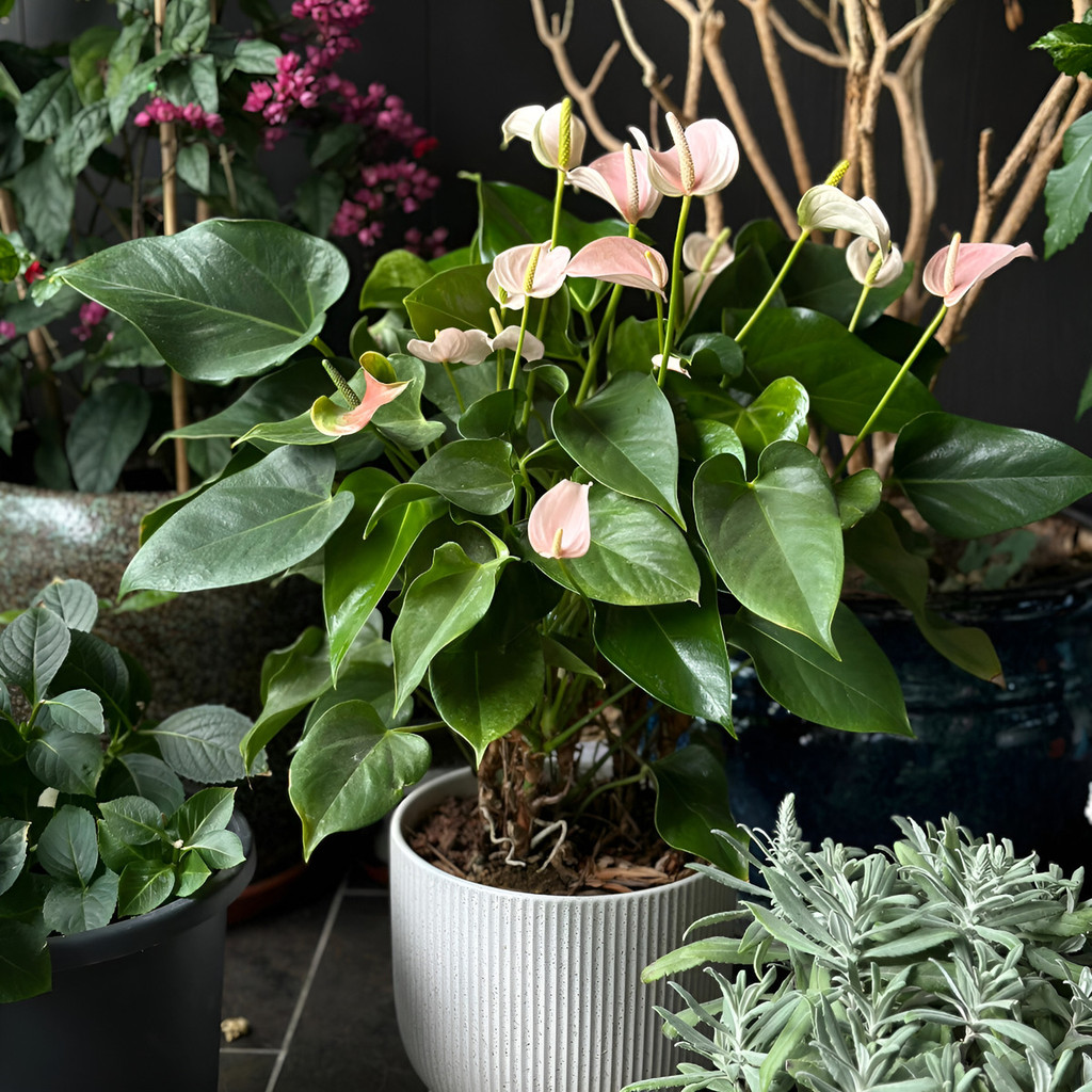 flores ornamentais 100 Sementes Antúrio Rosa Decoração Casa planta para vaso