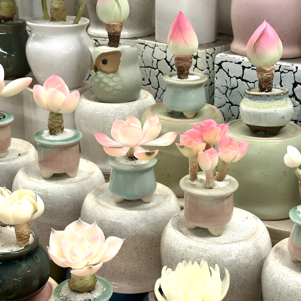 flores ornamentais 100 Sementes Suculentas  Jardinagem Em Casa Fácil De Viver planta para vaso