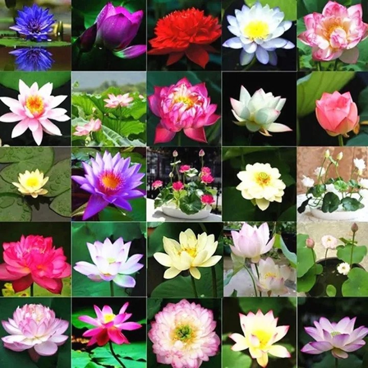 10 Sementes de Lótus Frescas  (pcs/pacote) Mini Sementes de Lótus para Plantar Flores