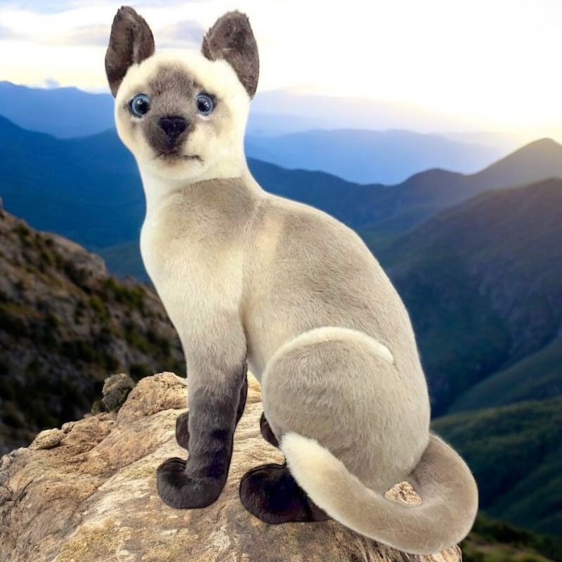 Siamesa Gato: Modelos, Preços e Onde Comprar | BuscaProdutos