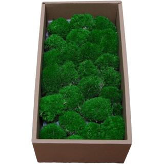 Preserved Moss for DIY Crafts - 1.5 sq.ft Natural Dried Moss for Terrarium, Fairy Garden, Home Decor, Wall Art, Floral A