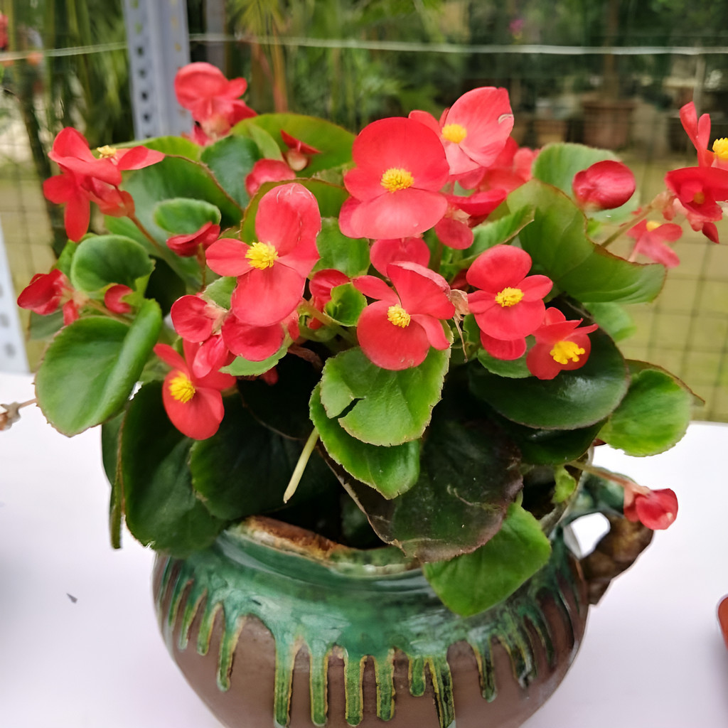 sementes premium Begônia Dupla - Flores Rosas Cheias Como Rosinhas fácil de plantar
