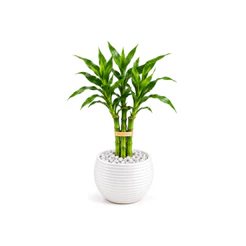Bambu da Sorte Dracaena Sanderiana com Vaso Autoirrigável e Pedras Decorativas 12 Cores de Vasos