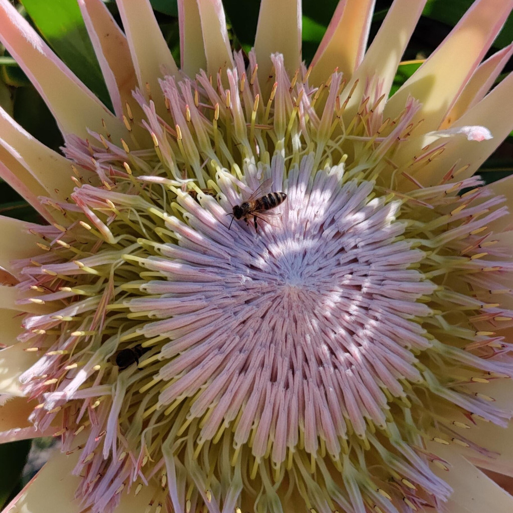 flores ornamentais 100 Sementes Protea Jardim Exotico Paisagismo Unico planta para vaso