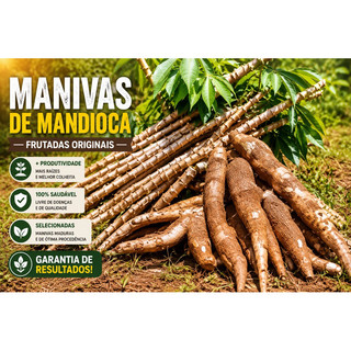 kit 16 Ramas Manivas de Mandioca Frutadas Originais Para Plantio Alta Qualidade
