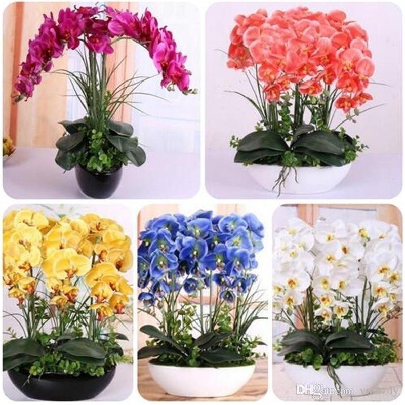 460 Sementes D Flor Orquidea Azul vermelha Rosa E Outras hs