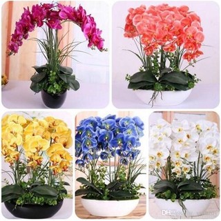 460 Sementes D Flor Orquidea Azul vermelha Rosa E Outras hs