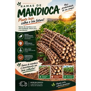 10 Ramas De Mandioca Frutada Doce In-natura Mandioca Doce Raridade Otima Produção Doçura