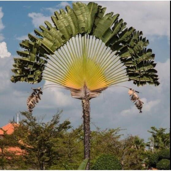 Sementes de Banana de Viagem 200 500 Sementes de Ravenala Madagascariensis Sementes de Bonsai de Palmeira
