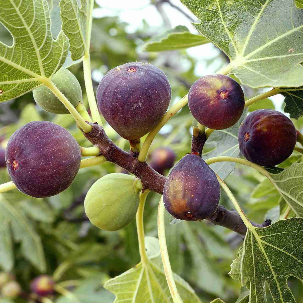 Figo Preto Doce - Fruta 200 500 Sementes Sementes de Frutas Raras - Sementes de Frutas Heirloom Sementes de Figo Preto S