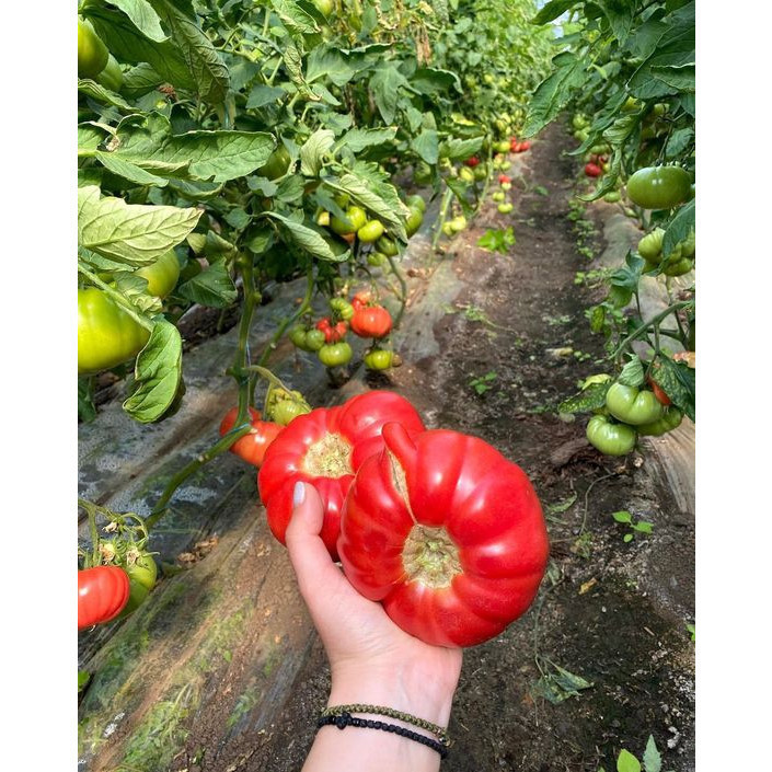 Sements tomate pitanga gigante com manual de cultivo ENVIO RÁPIDO!!! em Oferta na Shopee