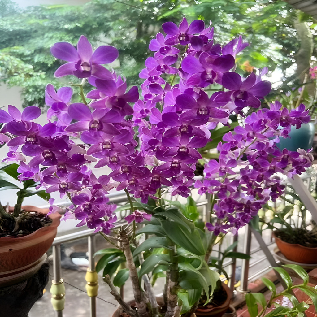 flores ornamentais 100 Orquídea Dendrobium Noblé - Sementes De Flor Clássica planta para vaso