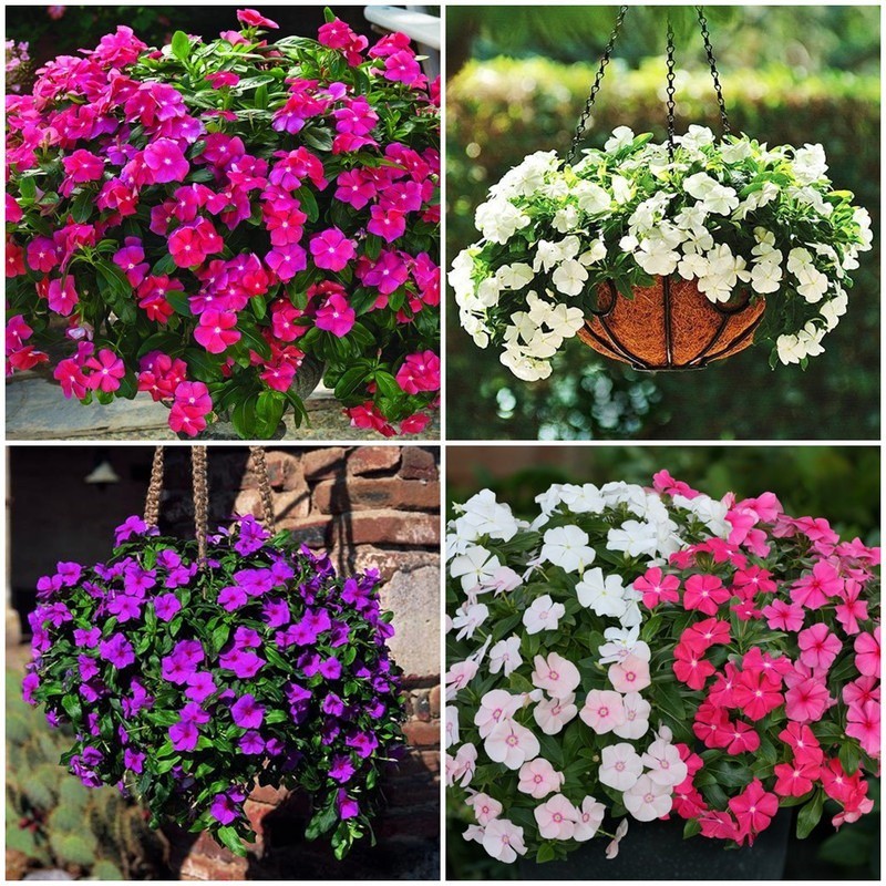 200 Sementes De Vinca Pendente Raras + em Oferta na Shopee