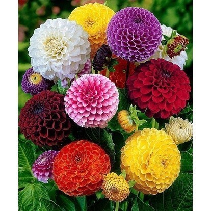 direto da natureza Rara 50 Sementes Dalia Dahlia Pompom Mix Cactus Flor Sementes Rosa II