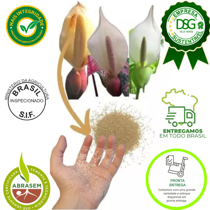 Caladium Sortido – 100 Sementes de Mix Colorido com Manual Grátis