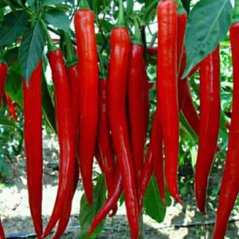 Red Hot Chili （200 500 sementes）/ Sementes de pimenta tailandesa (Super Quente) - Sementes de pimenta/Sementes de vegeta em Oferta na Shopee