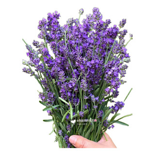100 Sementes Sementes De Lavanda 100 Cápsulas Entrega Rápida a-11 em Oferta na Shopee