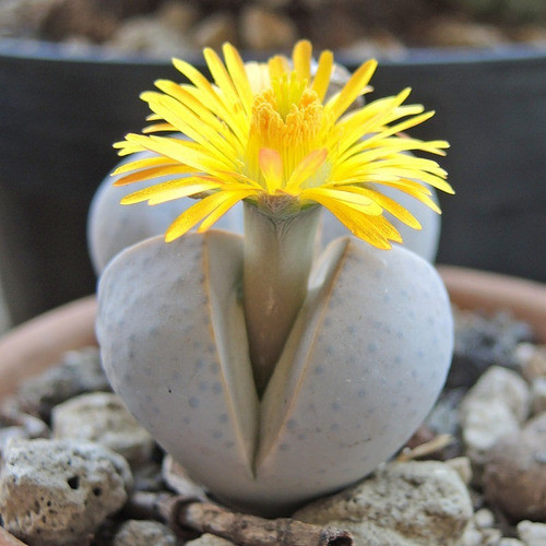 Sementes Cacto Pedra Lithops Dinteranthus Wilmotianus P Muda sementes organicas
