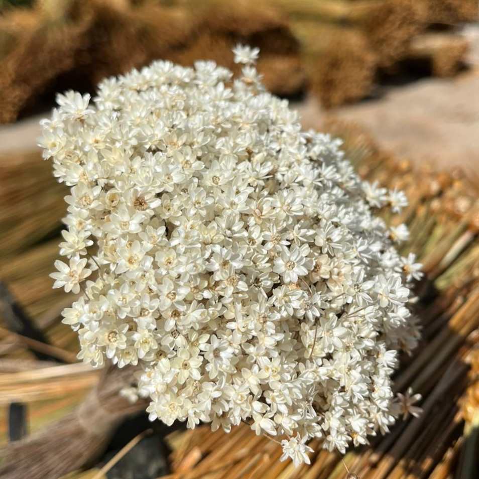600 Mini Florzinhas Sempre vivas Aprox. Decoração Sala Casamento Arranjo Chá