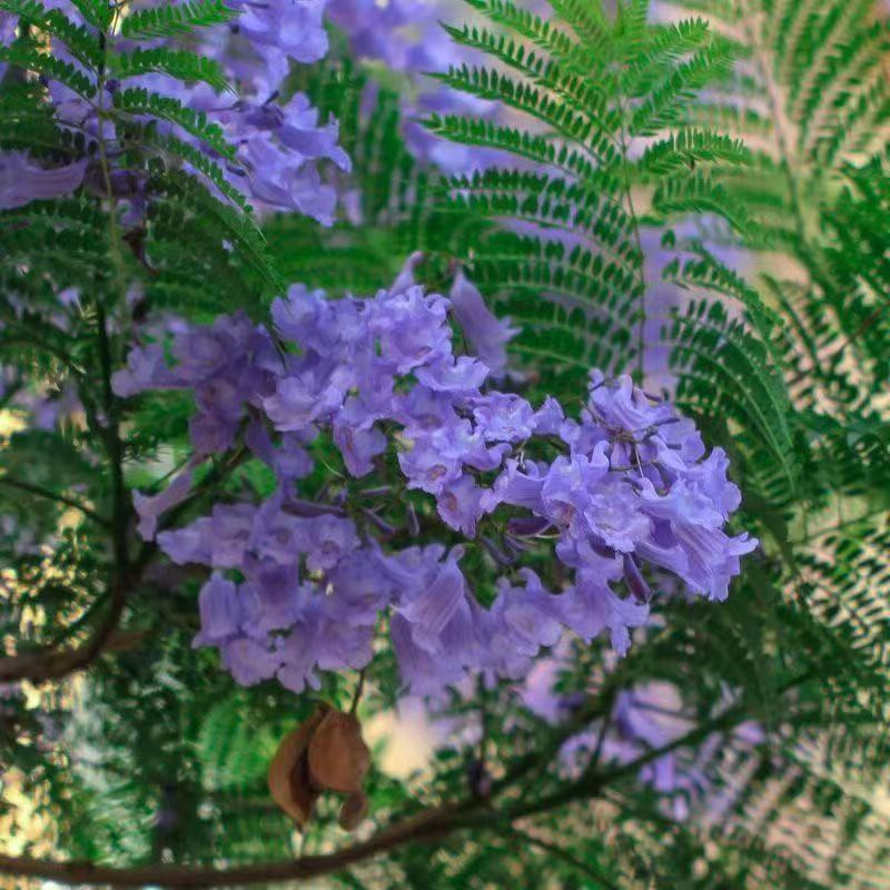 Fácil Cultivo 10 Sementes De Jacaranda  De Árvore Florida  Qualidade Top Envio Rápido Pronta Entrega