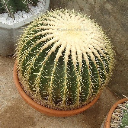 Echinocactus grusonii - Cactos Poltrona de Sogra - Pacote com 10 sementes sementes organicas