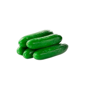Pepino Comum Benassi