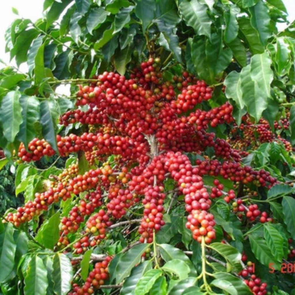 cultivo urbano 100 Sementes De Café Arábica Mundo Novo