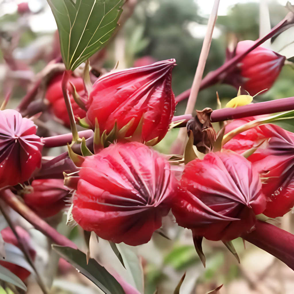 plantio fácil 500 Sementes Groselha Cuxá / Vinagreira / Hibisco Caruru