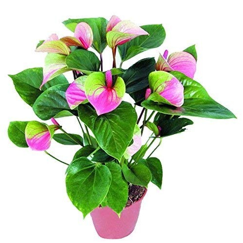 Envio rápido PCS 50 100 Sementes de Flor de Antúrio Bonsai Sementes de Planta Ornamental # LG  Fácil cultivo