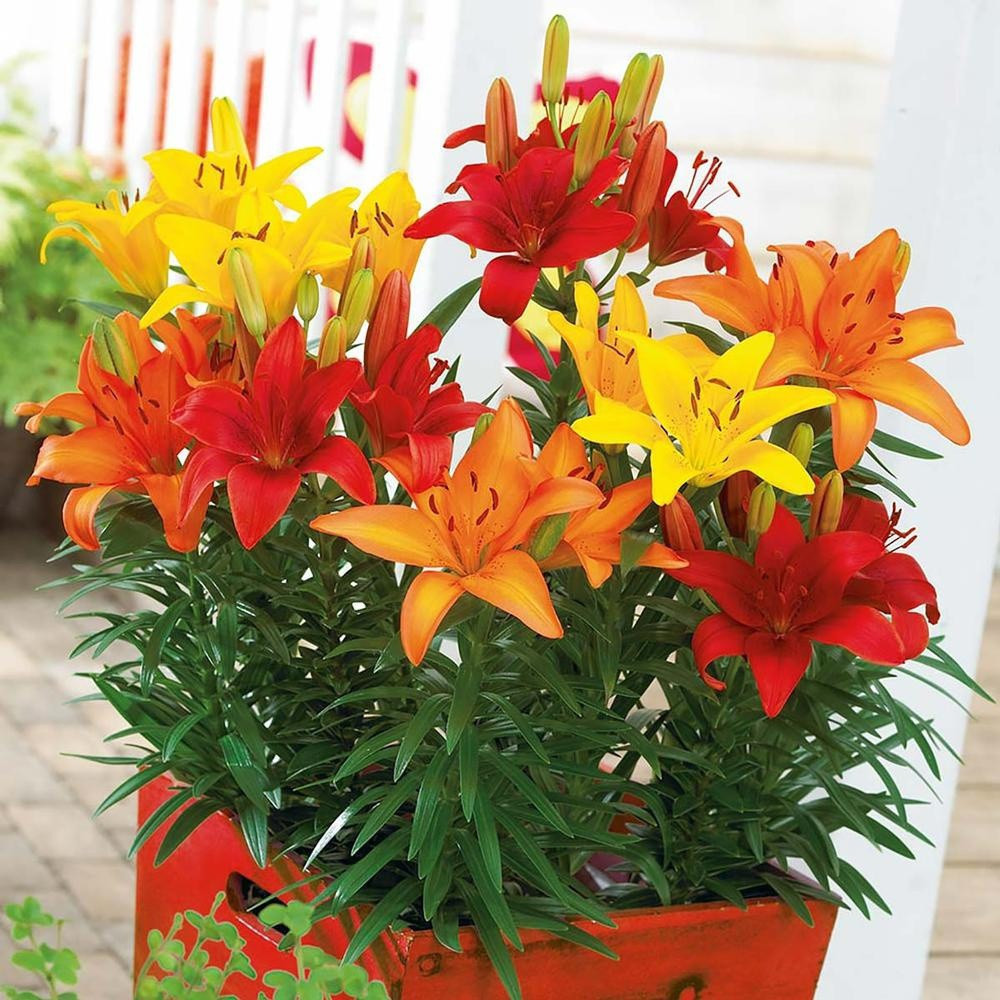 200 500 Sementes pcs//Bulbos de lírio, bulbos, lírio oriental, lírio perfumado, planta perene em vaso germinação rápida