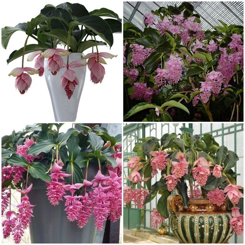 Sementes de Medinilla Magnifica Flor Pendente Ornamental