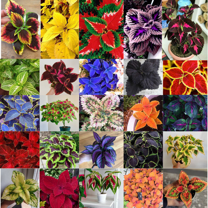 coleus sortidos mix de especies 100 sementes com manual de cultivo pronta entrega envio em 24h Premium germinação rápida