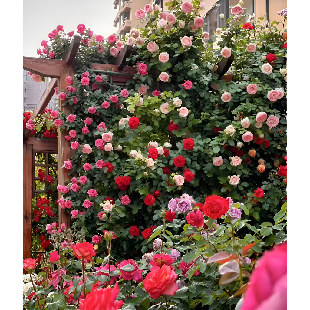 Rara sementes de qualidade Rara 50 Sementes De Rosas Trepadeiras Para Plantio No Jardi rápido crescimento