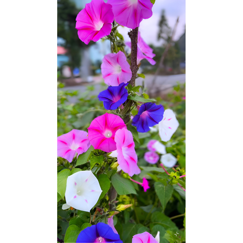 30 sementes Leao Sementes Petúnia Gigante  Flores Grandes E Coloridas A-11