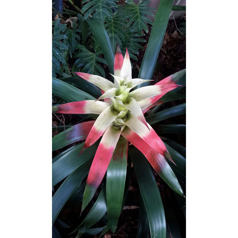 100 sements bromelia clavis red com manual de cultivo V