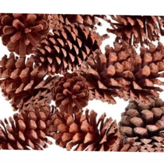 PINHA NATURAL PROMOÇÃO KIT 10 UNIDADES envio imediato em Oferta na Shopee