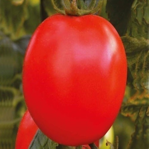 90 Sementes De Tomate Saladete II