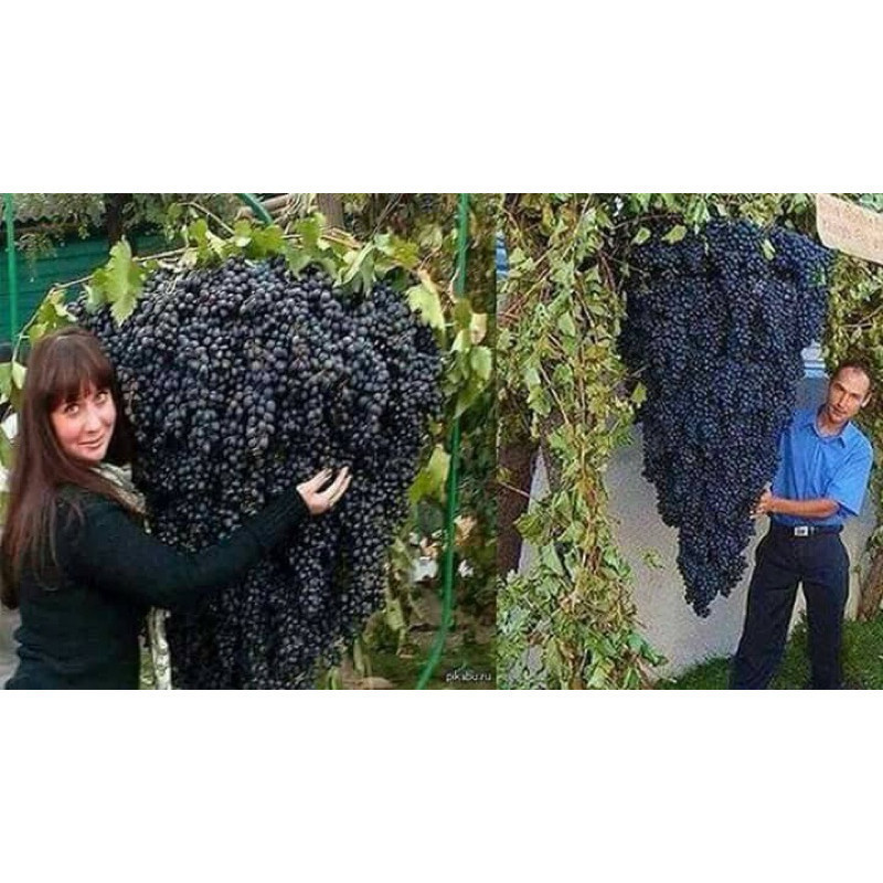 120 Sementes Uvas Gigantes ENVIO RÁPIDO III germinação rápida germinação rápida