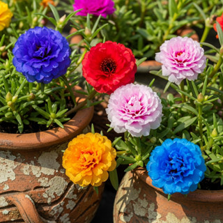 Rara 200 Sementes de Onze-Horas Flor Gigante (Cores Sortidas) Envio Rápido Pronta Entrega em Oferta na Shopee