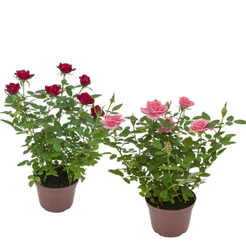 Uma Rosinha Coloridas Decoração Jardim Grandes Ornamental Para Cultivo | Cultivo por sementes