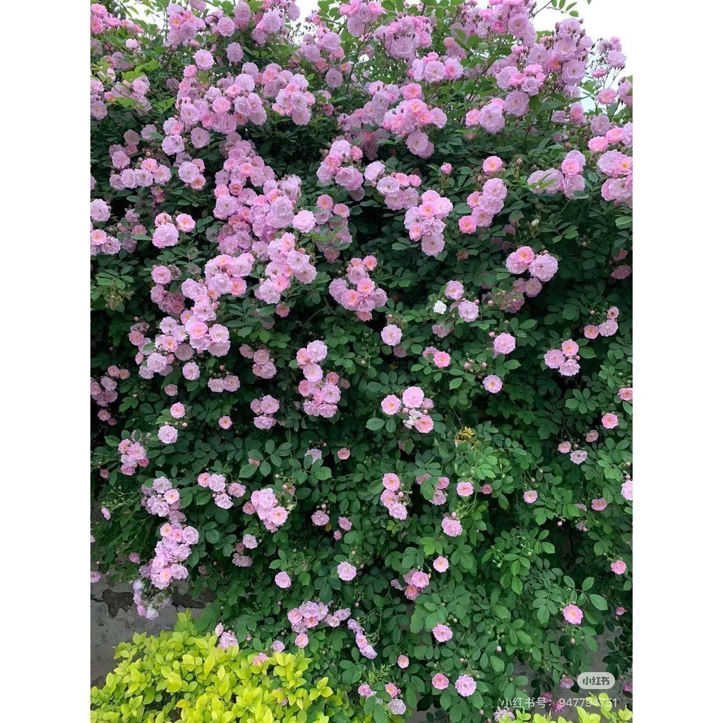 Rara ambiente verde Rara Leao A-II 100 sementes de rosas trepadeiras para plantio no jardim -8