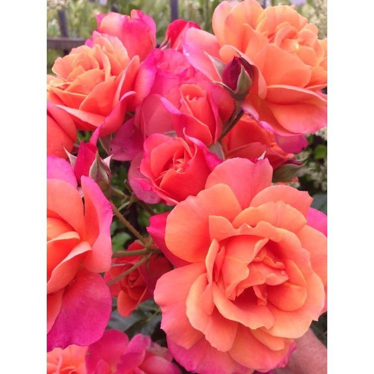 Liolin Garden 200 sements, rosa rara libano  ,com manual de cultivo pronta entre envio imediato em 24h