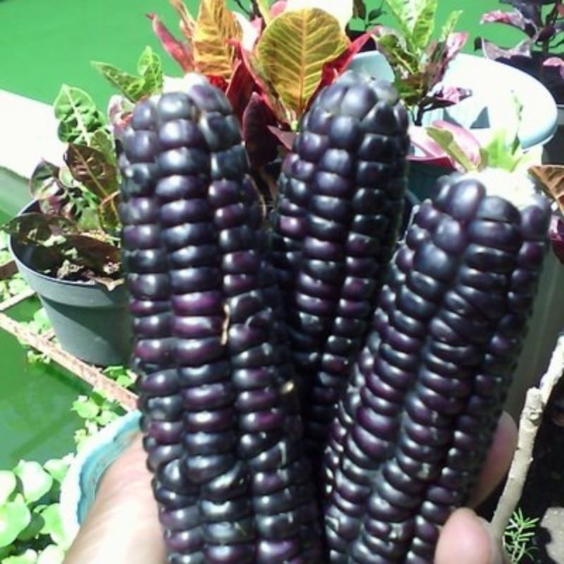Liolin Garden 400 Sementes Milho Asteca Black Corn Preto ( Relíquia Agrícola).