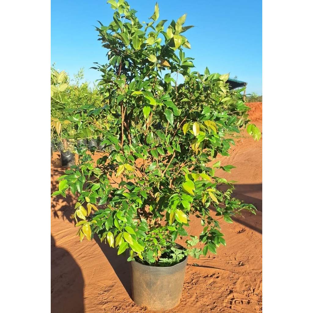 Muda de Jabuticaba Hibrida de 40 a 70 cm (Em inicio de produção)