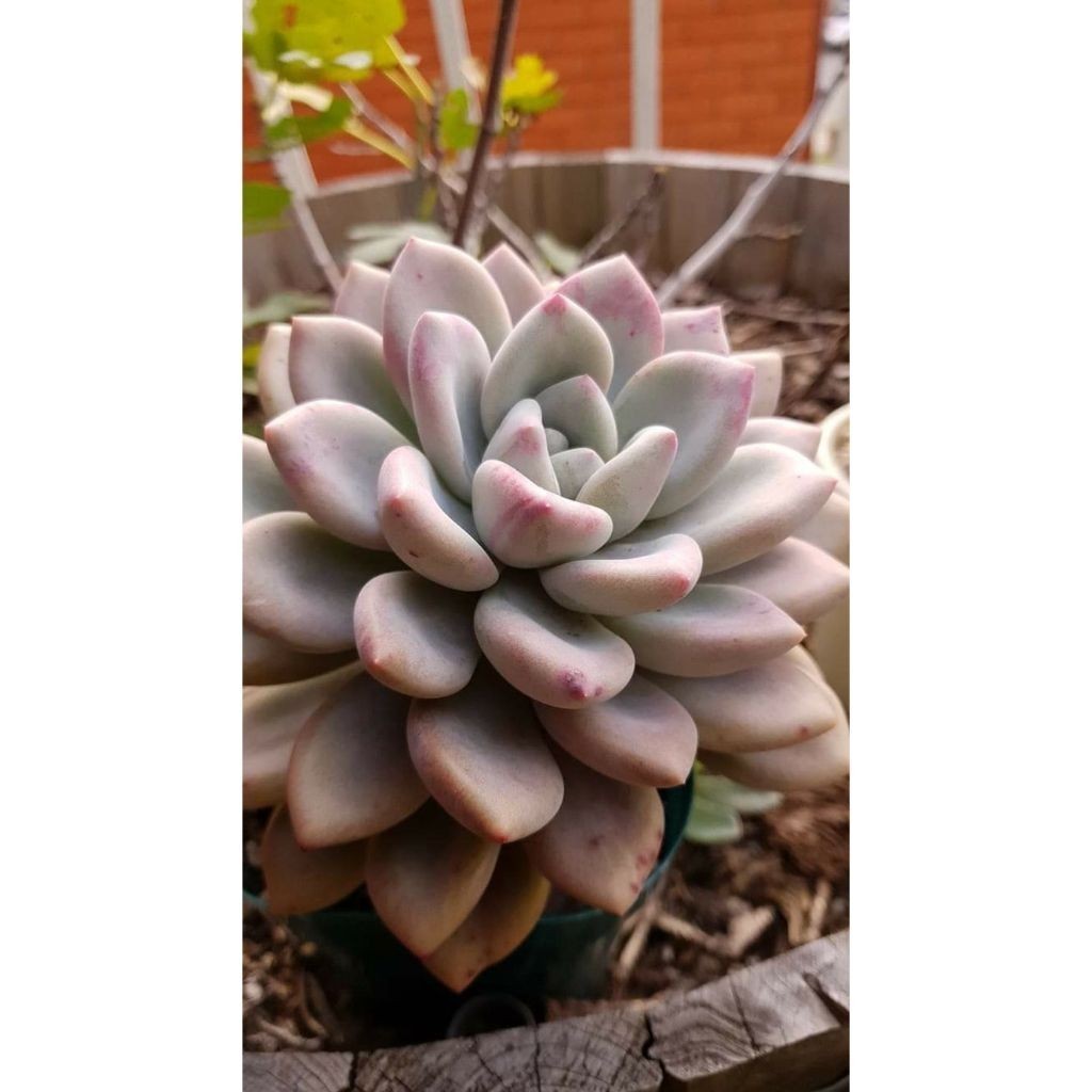 100 sementes suculenta Aeonium 'Zwartkop' com manual de cultivo pronta entrega envio em 24h