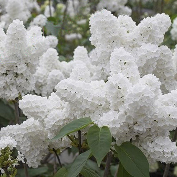 Envio rápido 50 100 Sementes pcs Árvore Lilás Japonesa Branca Flor de Cravo Flor Bonsai Jardim Fácil cultivo