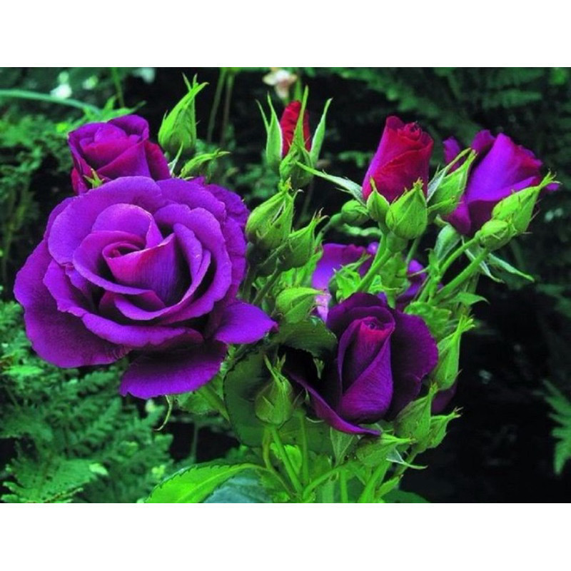 Liolin Garden 200 Sementes de Rosa Roxa - Rosa Rara Linda + Manual de Plantio ENVIO RÁPIDO!!!