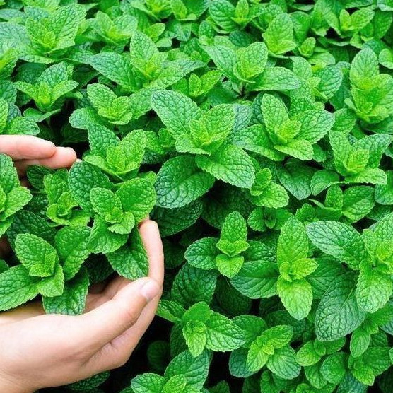 Sementes Hortelã ou Menta