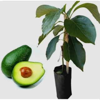 Muda de Abacate Manteiga Enxertado de 30 a 50 cm em Oferta na Shopee